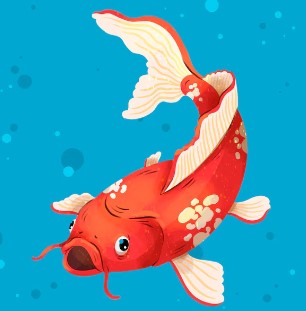 carp - 鲤鱼