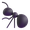 ant