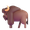 bison