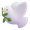 dove