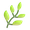 herb